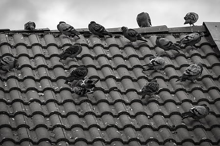 pigeons, toit, tuile, Gable, Page d’accueil, oiseaux, Sky