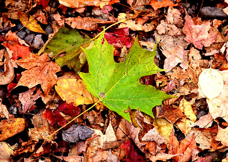 feuilles, l’automne, feuilles d’automne, automne, fond de feuilles de l’automne, saison, orange