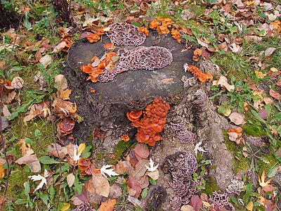stump, mushrooms, autumn, nature, forest, tree fungus