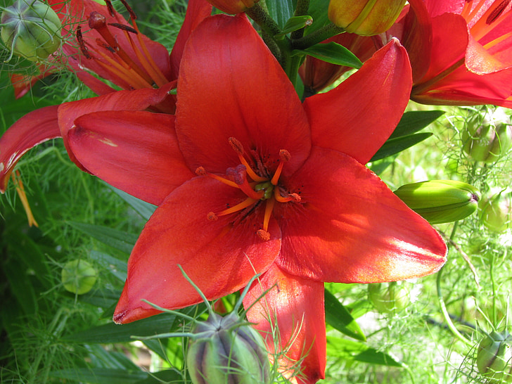 Lily, blomst, rød, Blossom, Bloom, plante, natur