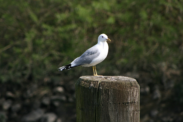 seagull, pile, mood, sea, maritime, bird, coast