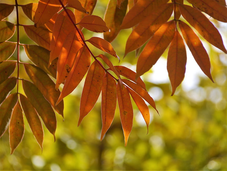 rumeni listi, jesensko listje, Ginko drevo, rdeča, Huang, zelena, oranžna