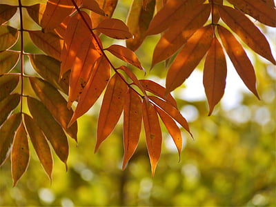 yellow leaves, autumnal leaves, gingko tree, red, huang, green, orange