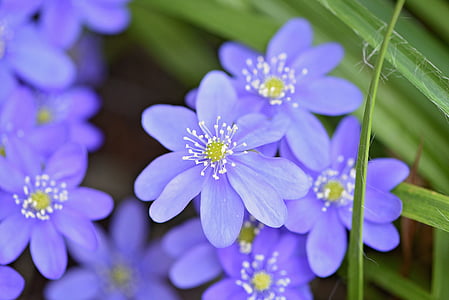 Hepatica, virág, virágok, kék, Kék virág, korai gikszer, tavaszi virág