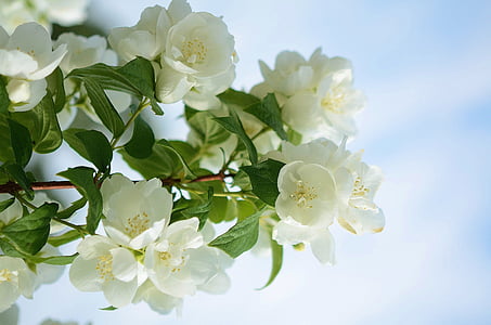 Ķirsis, zieds, Pavasaris, puķe, balta, augu, zaļa