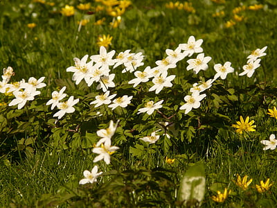 čtyřlisté, Anemone, hahnenfußgewächs, květ, květ, Bloom, závod