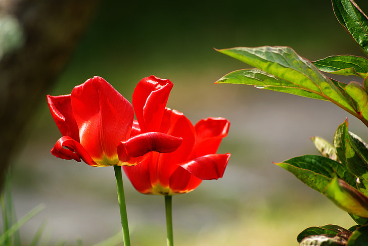 tulipán, piros, virágok, telt virágok