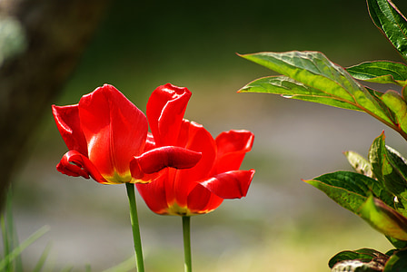 tulipanes, rojo, flores, flores pasados