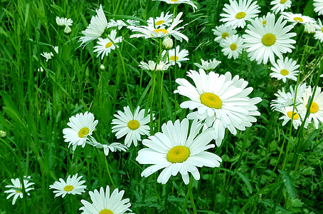 chrysanthème blanc, Yantai, fleur, fin du printemps
