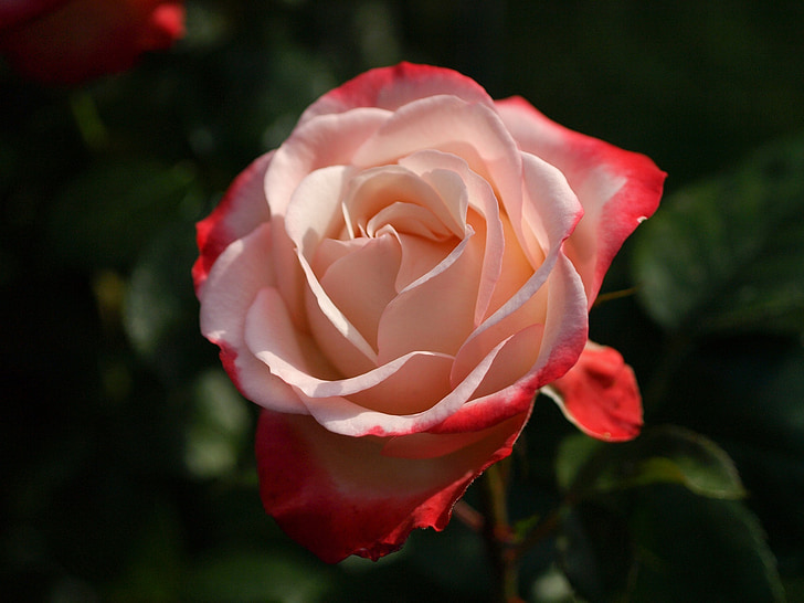 цвете, Роза, розово, цъфтят, Блосъм, романтичен, листенца