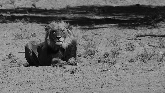λιοντάρι, μαύρο, λευκό, Αφρική, άγρια, γάτα, άγρια φύση