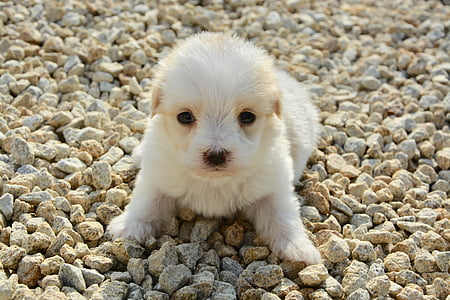 katoen Tuléar, leeftijd van één maand, hond, huisdier, haar lang, puppy, Doggie