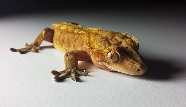Gecko, de cresta, ciliatus, reptil, Lagarto, mascota, animal