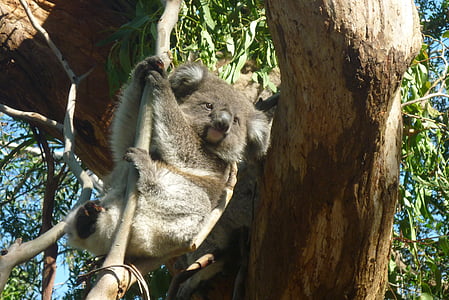 Koala, Austrálie, Medvěd Koala, líný, odpočinek, zvíře, Ochrana přírody