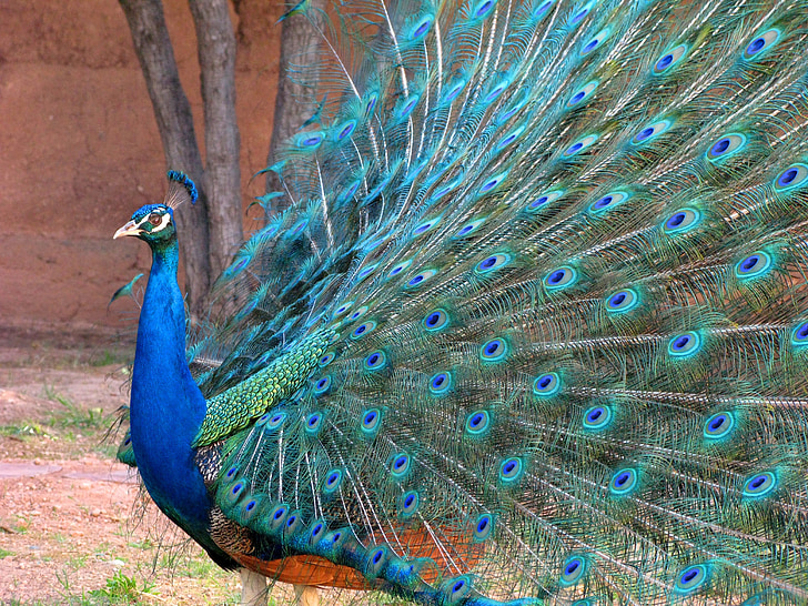 peacock, wheel, colors, blue, green, nature