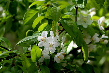 drevo, kvety, jar, apríla, kvetinová záhrada, kvet strom, rastliny
