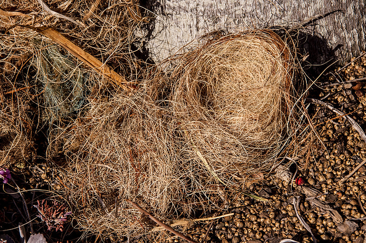 巣, 鳥の巣, 落ちて, 自然, 不織布, 小枝, 草