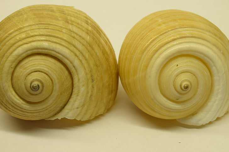 mussels, close, snail shells, spiral, infinite
