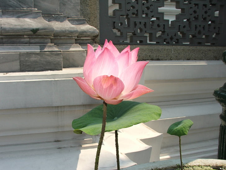 Lotus, Thailand, Palast, Bangkok