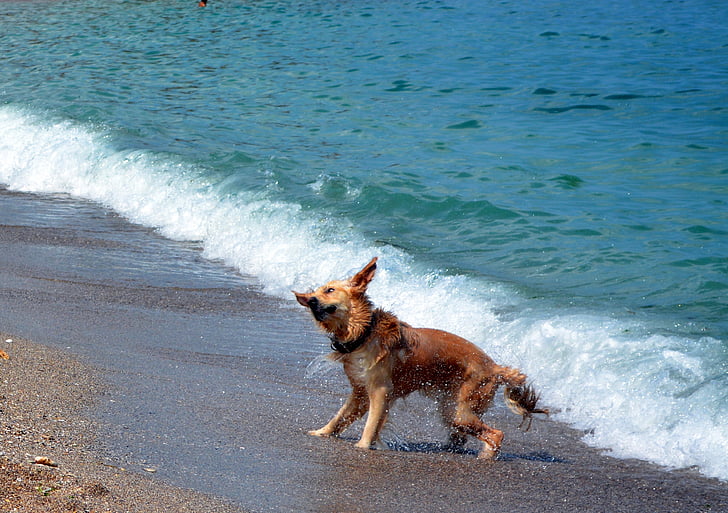 cão, água, praia, Legal, molhado