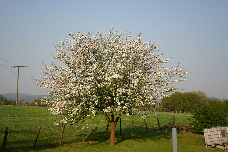 flor de cerejeira, árvores, natureza, jardim, cerejeiras em flor, Primavera