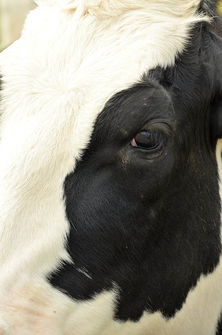 động vật, động vật có vú, con bò, màu đen, trắng, mắt, đầu