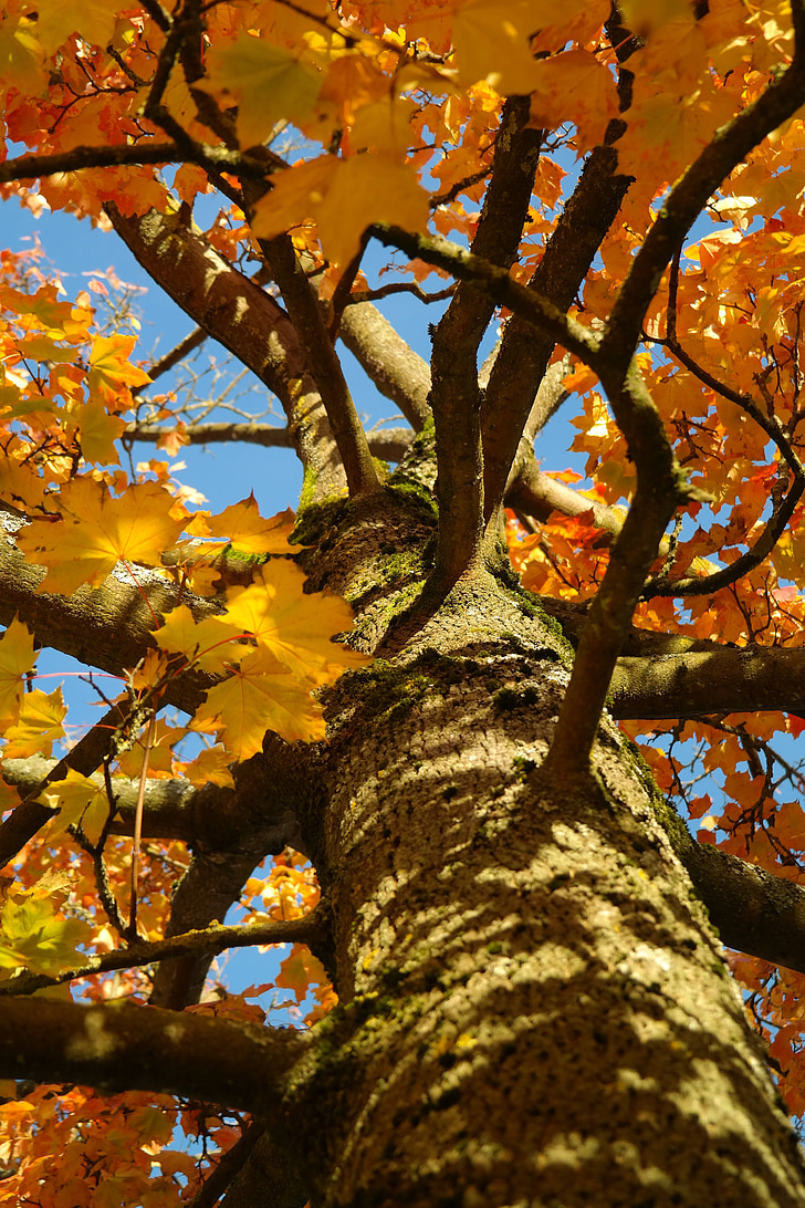 árvore, log de, Maple, Acer platanoides, amarelo, laranja, vermelho