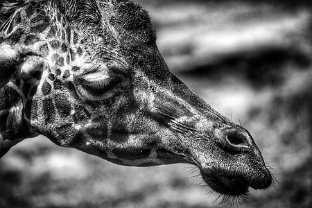 girafe, tête, visage, Portrait, noir et blanc, Voir le profil, mammifère