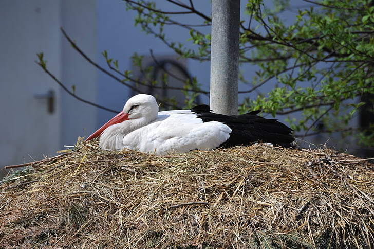 stork, nest, zoo, storchennest, rattle stork, resting place, wildlife park