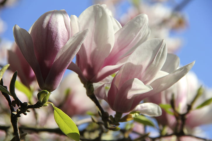 Magnolia, Tulip magnolia, lilled, kevadel, loodus, taim, lill