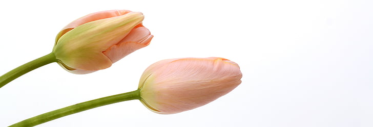 tulipani, cvetje, listi, pomlad, blizu, narave, Pomladnega cvetja
