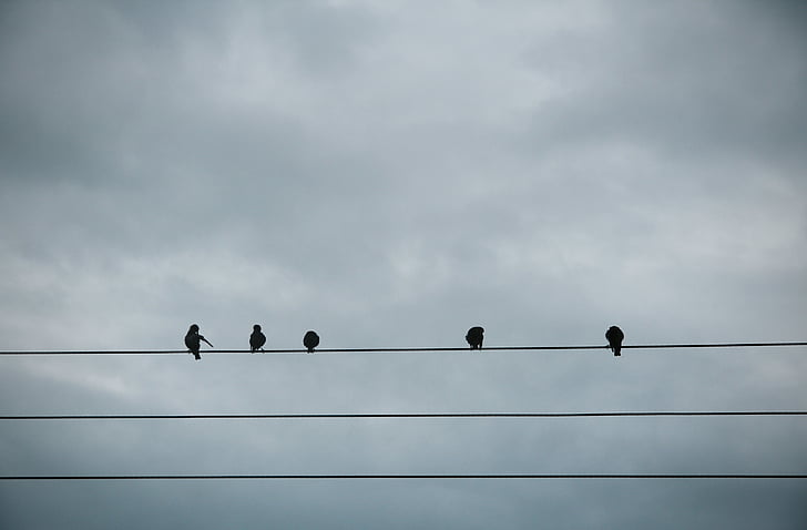 silhouette, five, birds, resting, electric, cable, gray