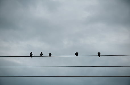 silueta, pět, ptáci, Odpočívající, elektrické, kabel, šedá