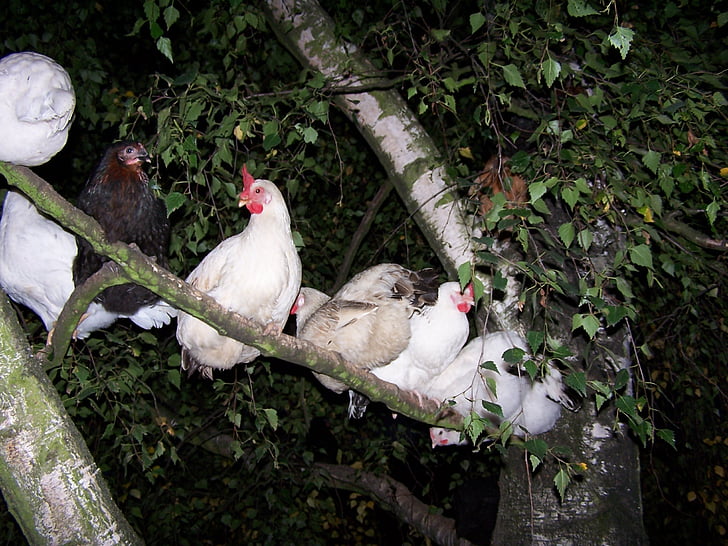 δέντρο κοτόπουλο, κοτόπουλο, δέντρο, ύπνος