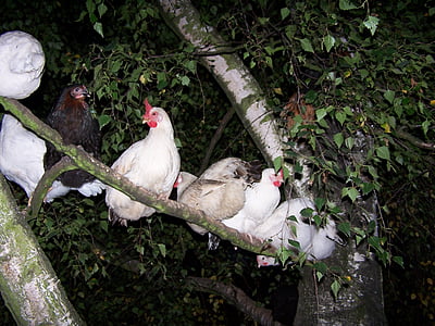 пиле на дърво, пиле, дърво, сън
