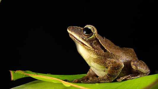 frog, golden eyes, close, amphibian, animal, nature, wildlife