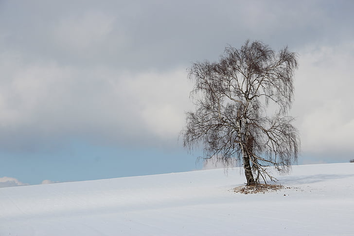 pozimi, drevo, krajine, sneg, breza, osamljen, zimski