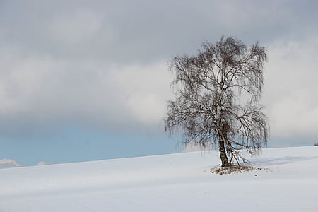 冬天, 树, 景观, 雪, 桦木, 孤独, 寒冷