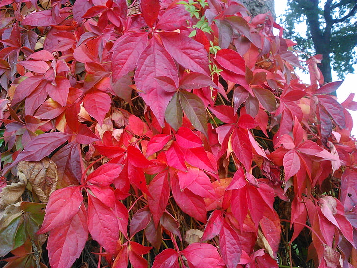 rood, Bladeren, rood blad, nazomer, blad, herfst, natuur
