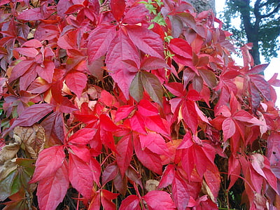 Crveni, lišće, Crveni, kasno ljeto, list, jesen, priroda