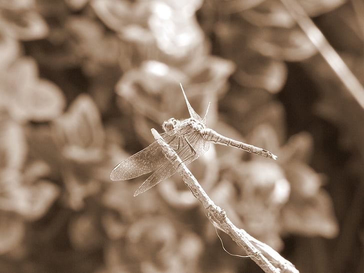Dragonfly, makro, podrobnosti, podružnica, Bush, poletje, insektov