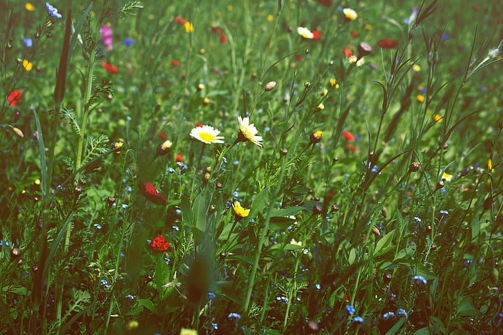 nature, plants, green, grass, flowers, daisies, flower