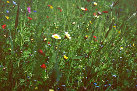 Natura, rośliny, zielony, trawa, kwiaty, stokrotki, kwiat