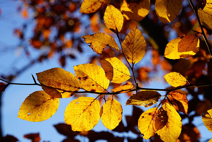 bukového listí, větev, buk, strom, podzim, padajícího listí, listy