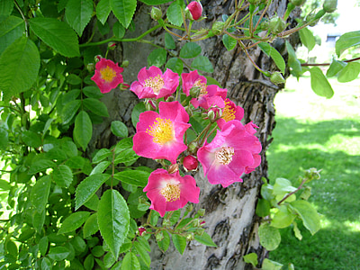 τριαντάφυλλα, απλή, ροζ, δέντρο, φύλλο, πράσινο, Πάρκο