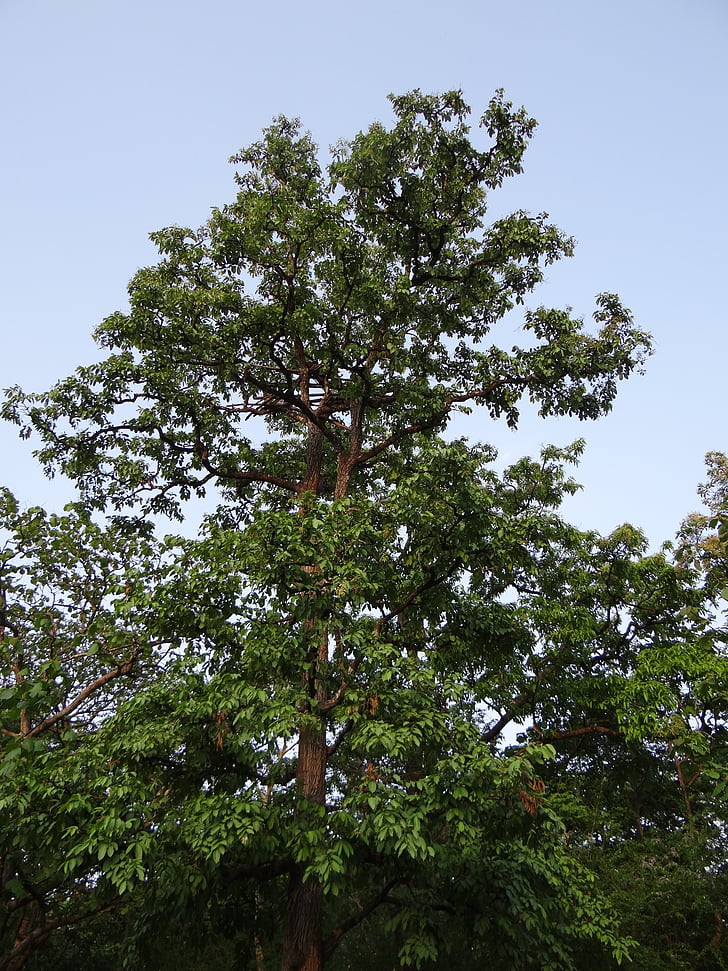 Terminalia arjuna, Arjuna, árbol de Arjun, Karnataka, India