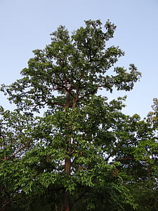 Terminalia arjuna, Arjuna, albero di Arjuna, Karnataka, India