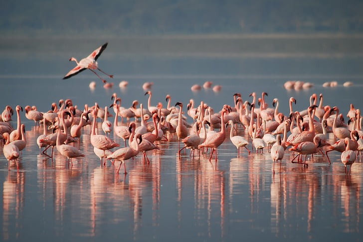 Flamingos, África, flora y fauna, pájaro, animal, salvaje, rosa