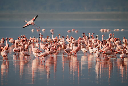 Flamingi, Āfrika, savvaļas dzīvnieki, putns, dzīvnieku, savvaļā, rozā