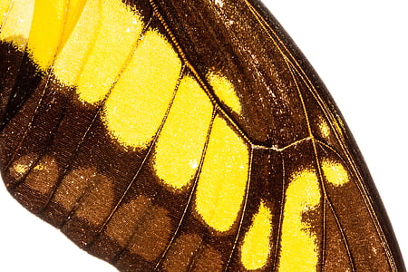 mariposa, exóticos, América del sur, Amazon, iridiscente, escala, escalas de ala